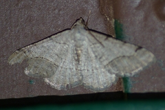 Digrammia denticulata