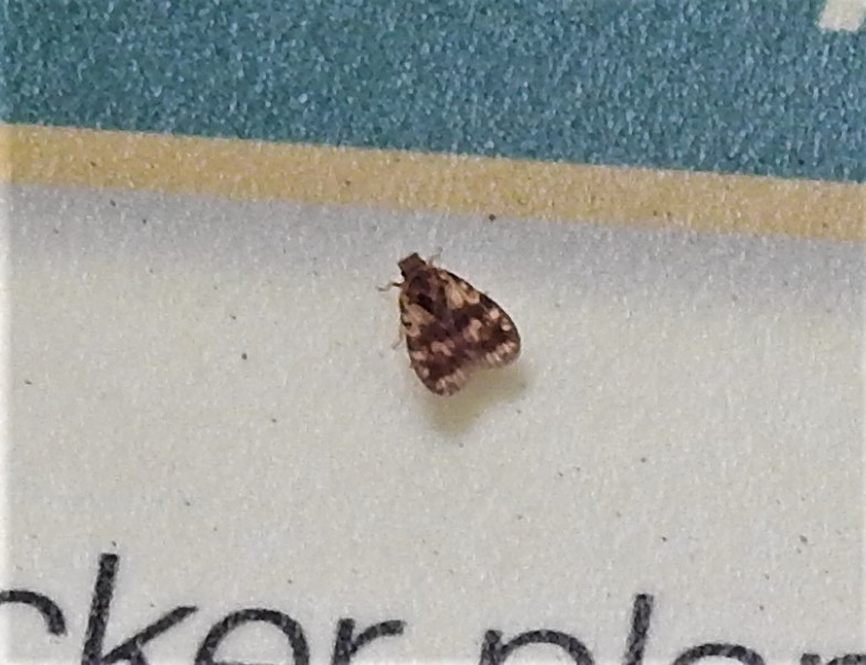 Bothriocera transversa