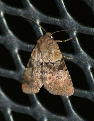 Properigea continens