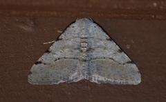 Digrammia setonana