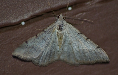 Digrammia pallidata