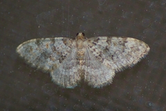 Zenophleps obscurata