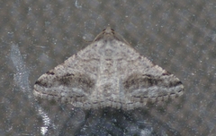 Digrammia denticulata
