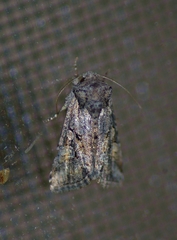 Lacinipolia lustralis