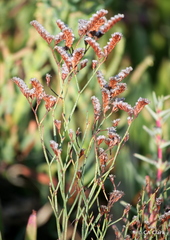 Limonium ramosissimum