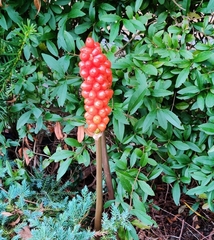 Arum cylindraceum