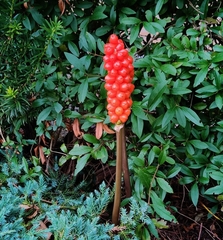 Arum cylindraceum