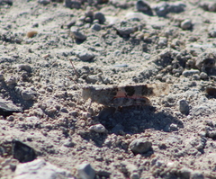 Trimerotropis latifasciata