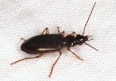 Platynini