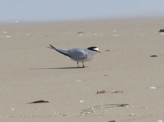 Sternula antillarum browni