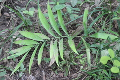 Zamia prasina