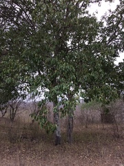 Sarcomphalus thyrsiflorus