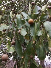 Sarcomphalus thyrsiflorus