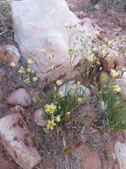 Eremogone macradenia