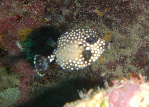 Smooth Trunkfish