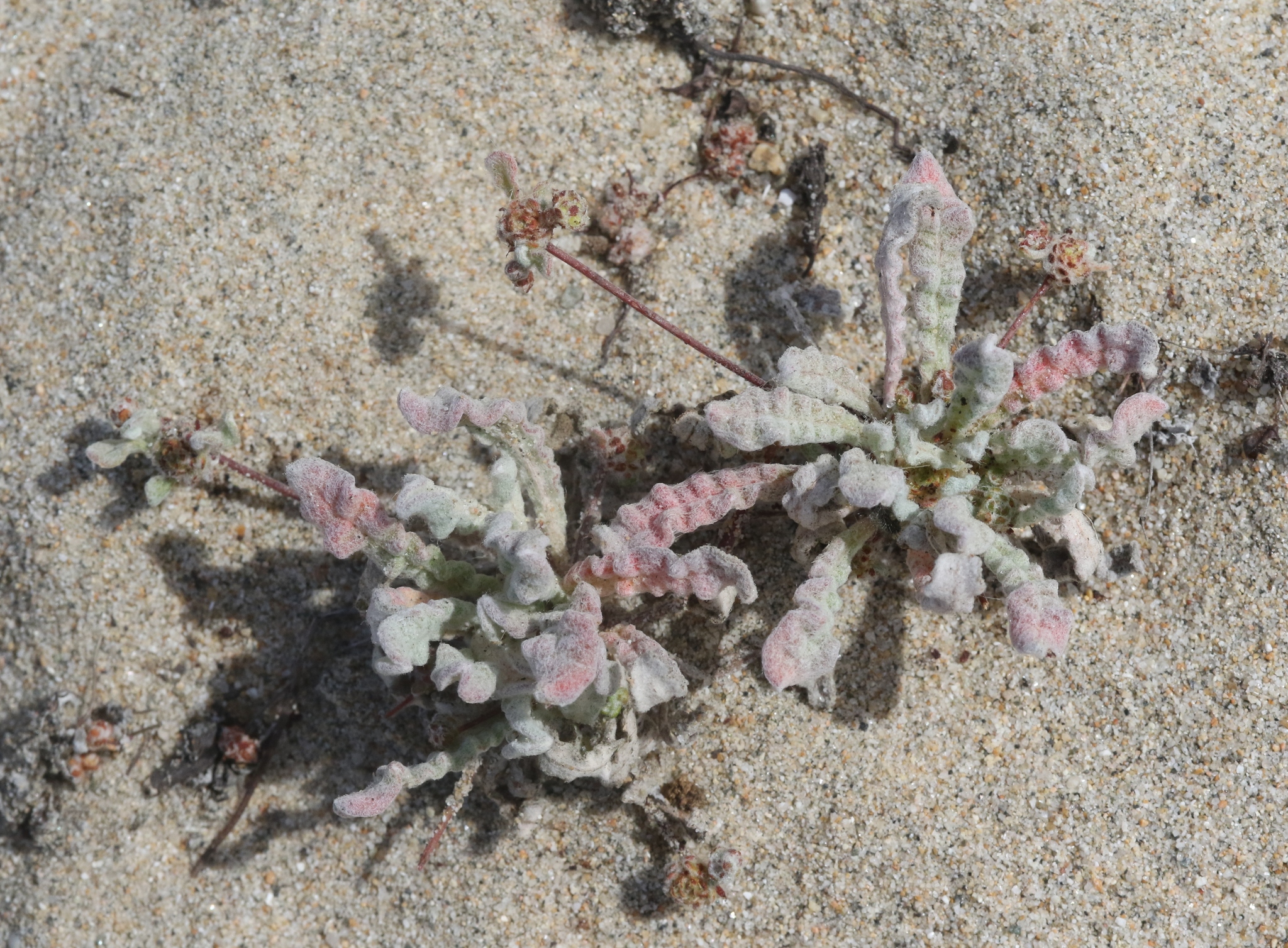 Nemacaulis denudata