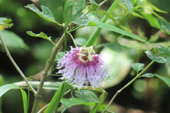 Passiflora serratifolia