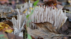 Clavaria fragilis vermicularis