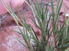 Eremogone macradenia