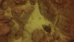 Pseudobalistes naufragium