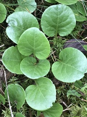 Pyrola rotundifolia