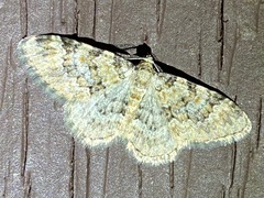 Zenophleps obscurata