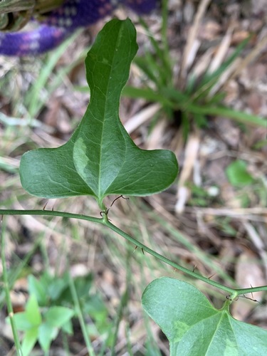 Smilax bona-nox image