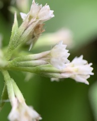 Mikania scandens image