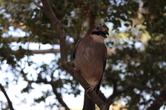 Garrulus glandarius graecus