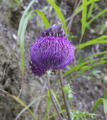Cirsium purpuratum