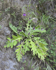Cirsium purpuratum
