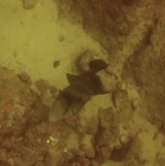 Pseudobalistes naufragium