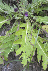 Cirsium purpuratum