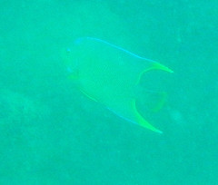 Holacanthus bermudensis