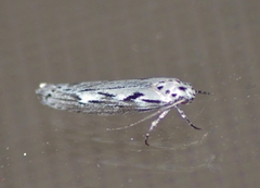 Ethmia semitenebrella