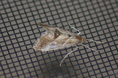 Evergestis triangulalis