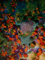 Callopatiria formosa