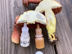 Boletus carminiporus