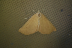 Destutia excelsa