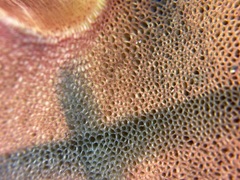 Boletus carminiporus