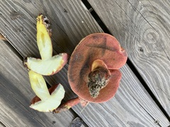 Boletus carminiporus