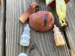 Boletus carminiporus