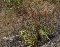 Dudleya viscida