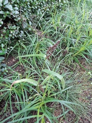Echinochloa esculenta