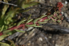 Dudleya viscida
