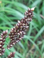 Echinochloa esculenta