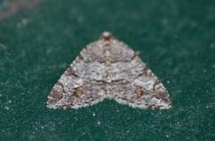 Macaria graphidaria