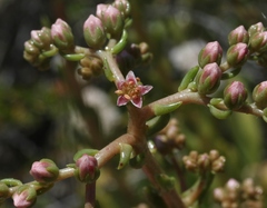 Dudleya viscida