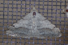 Digrammia pallorata