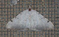 Digrammia triviata